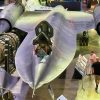 SR-71 National Security Journal Image
